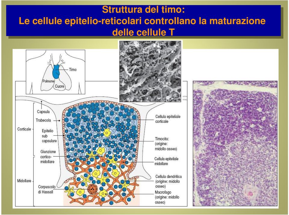 epitelio-reticolari