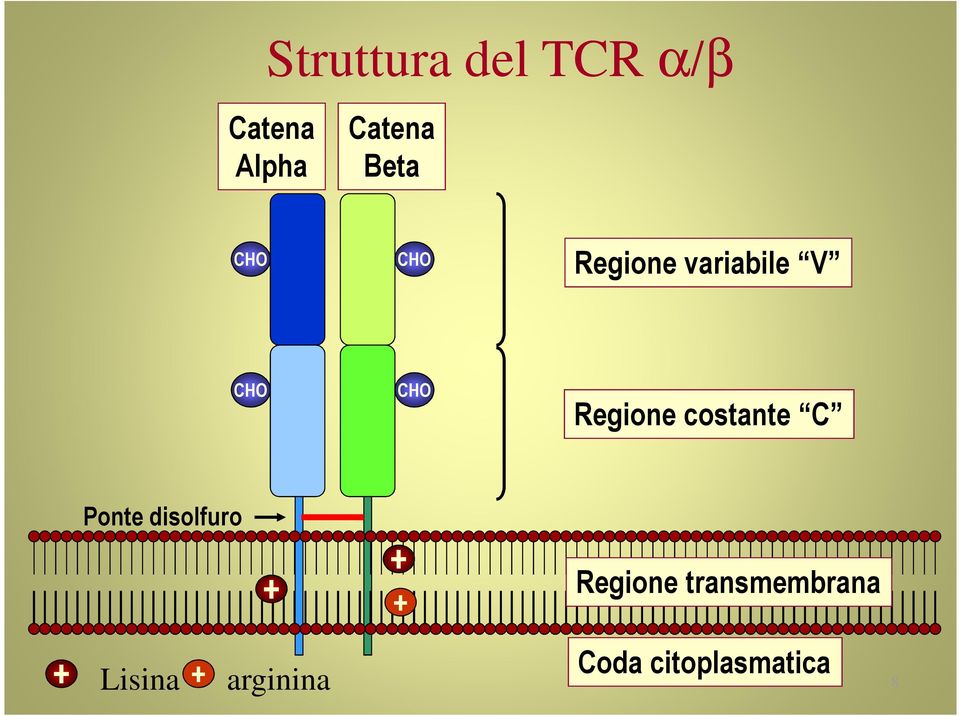 costante C Ponte disolfuro + + + Regione