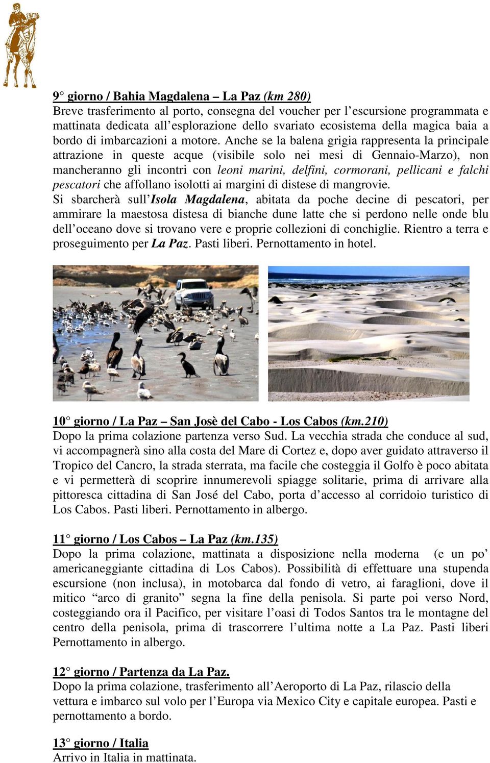 Anche se la balena grigia rappresenta la principale attrazione in queste acque (visibile solo nei mesi di Gennaio-Marzo), non mancheranno gli incontri con leoni marini, delfini, cormorani, pellicani