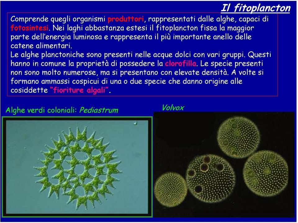 Le alghe planctoniche sono presenti nelle acque dolci con vari gruppi. Questi hanno in comune la proprietà di possedere la clorofilla.