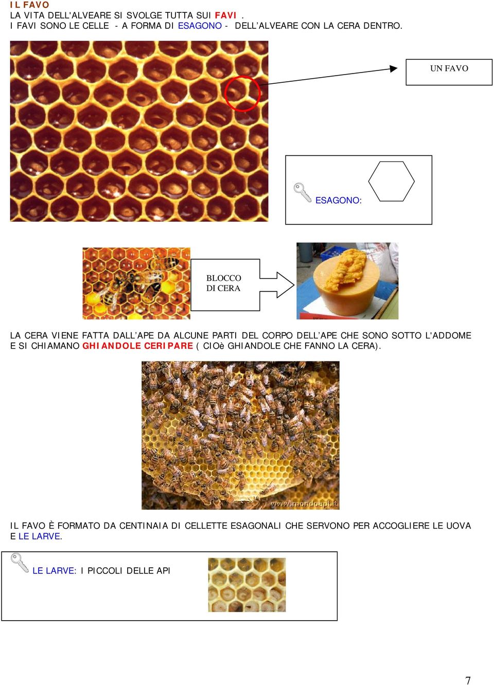 UN FAVO ESAGONO: BLOCCO DI CERA LA CERA VIENE FATTA DALL APE DA ALCUNE PARTI DEL CORPO DELL APE CHE SONO SOTTO