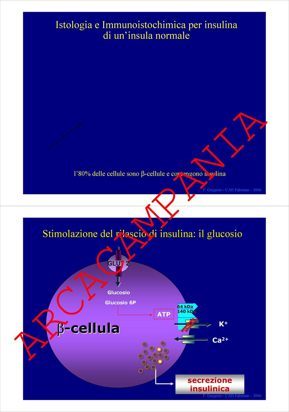 β-cellula Stimolazione del rilascio di insulina: il glucosio