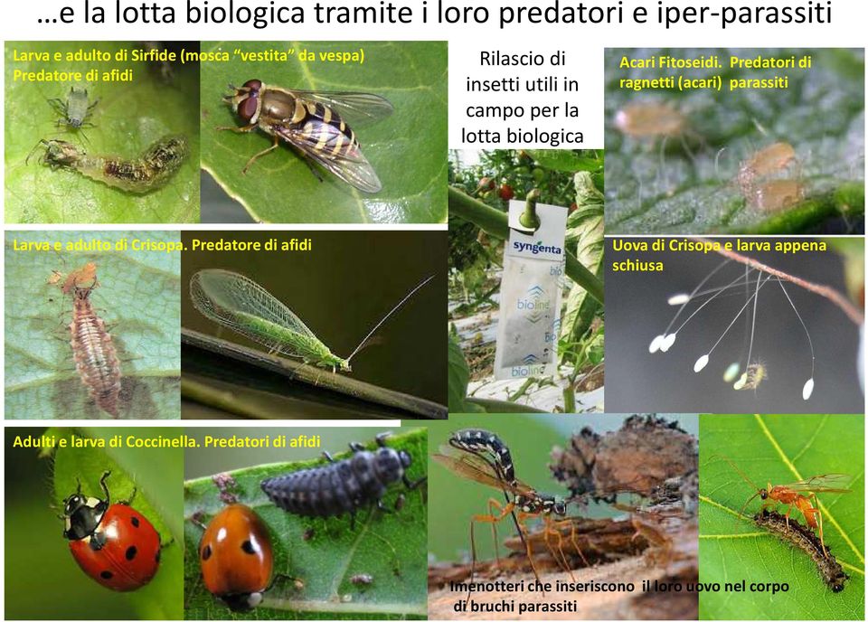 Predatori di ragnetti(acari) parassiti Larva e adulto di Crisopa.