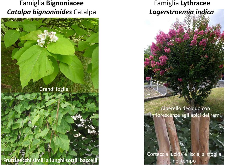 con infiorescenze agli apici dei rami Frutti secchi simili a