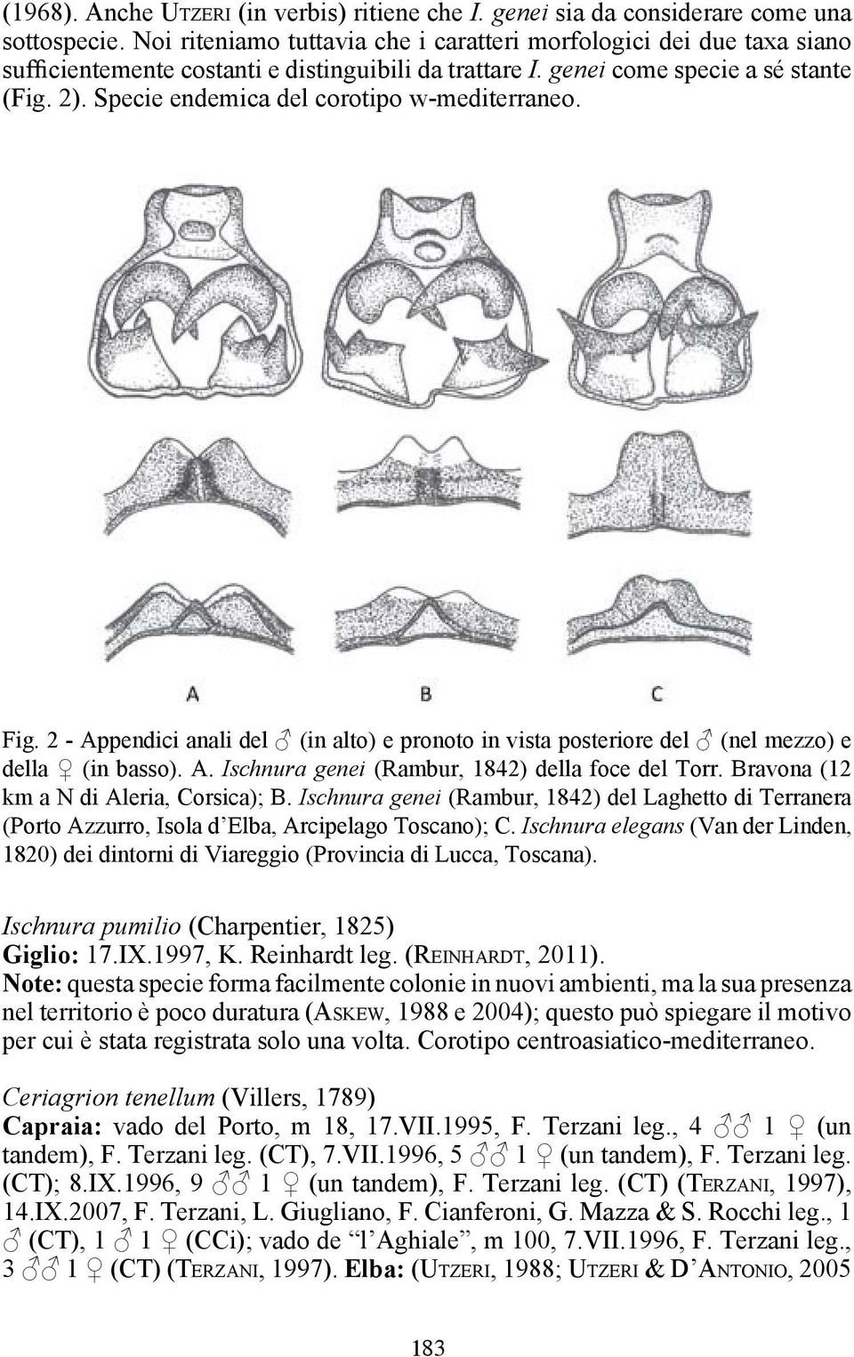 Specie endemica del corotipo w-mediterraneo. Fig. 2 - Appendici anali del (in alto) e pronoto in vista posteriore del (nel mezzo) e della (in basso). A. Ischnura genei (Rambur, 1842) della foce del Torr.