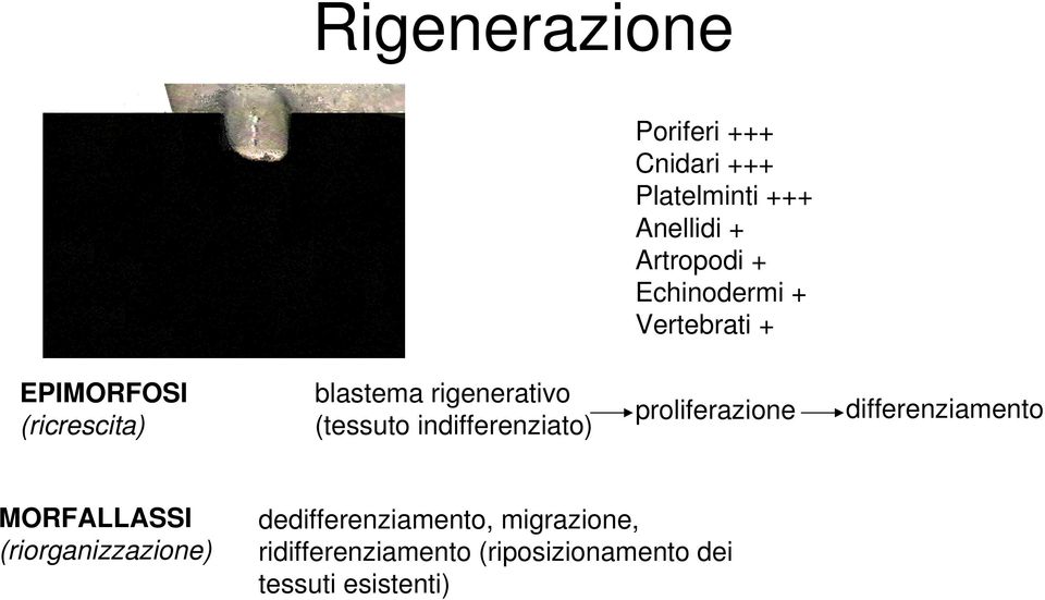 indifferenziato) proliferazione differenziamento MORFALLASSI (riorganizzazione)