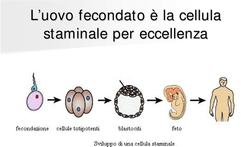 la cellula