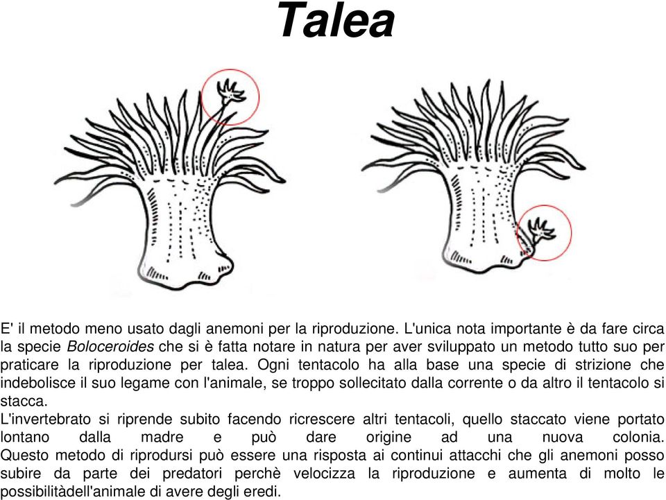 Ogni tentacolo ha alla base una specie di strizione che indebolisce il suo legame con l'animale, se troppo sollecitato dalla corrente o da altro il tentacolo si stacca.