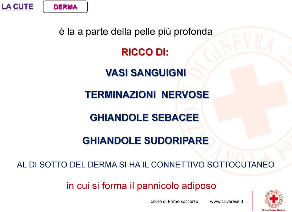 GHIANDOLE SUDORIPARE AL DI SOTTO DEL DERMA SI HA IL