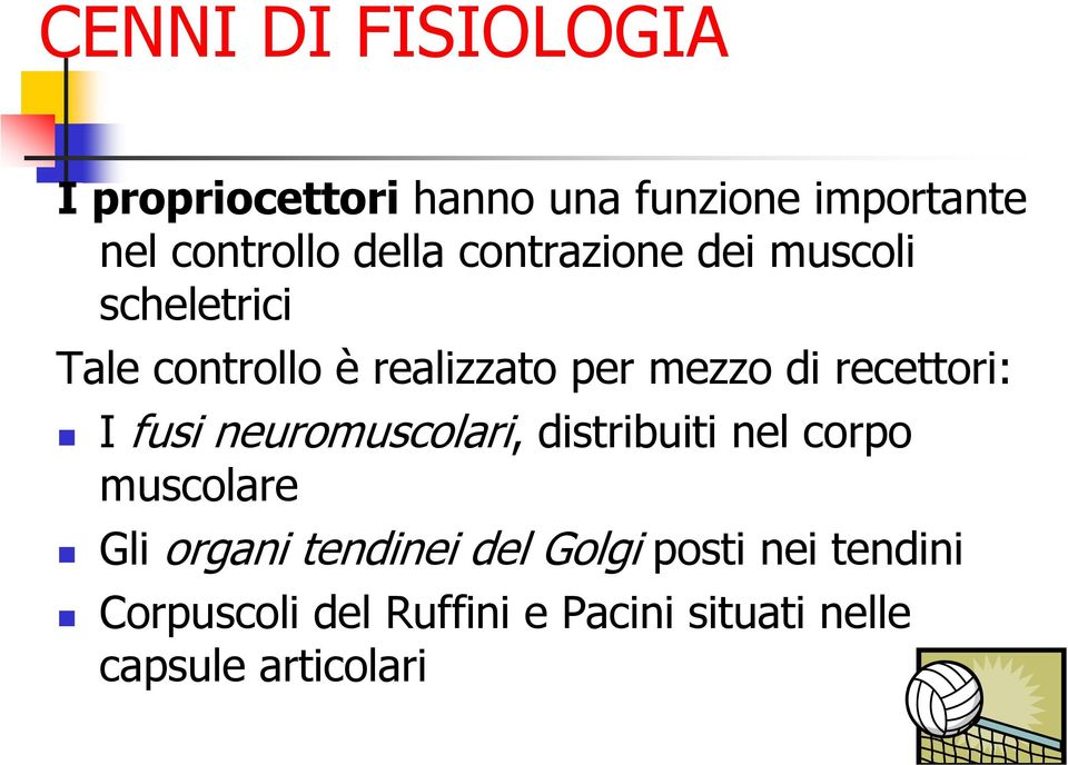 recettori: I fusi neuromuscolari, distribuiti nel corpo muscolare Gli organi tendinei