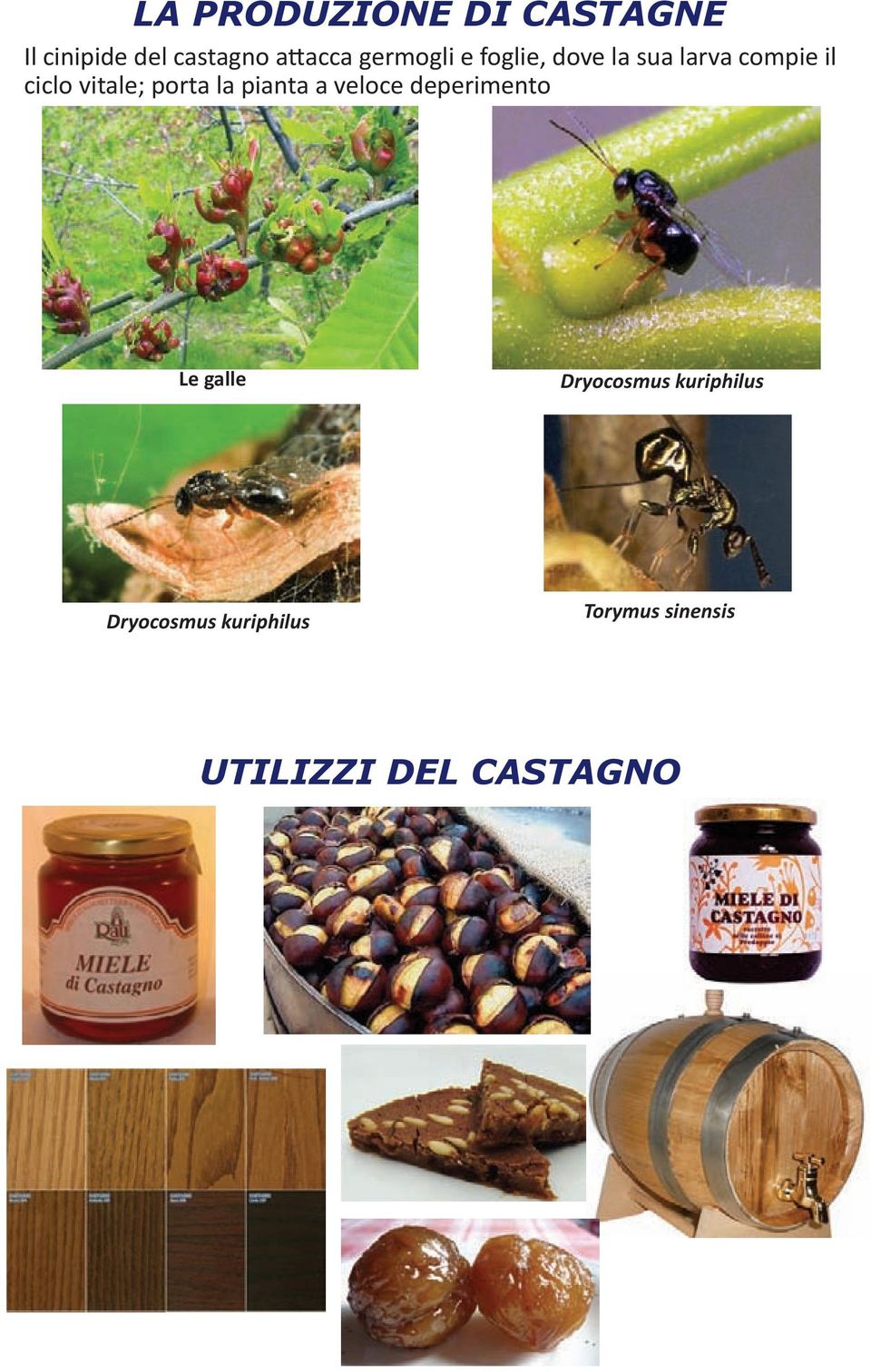 DI CASTAGNE