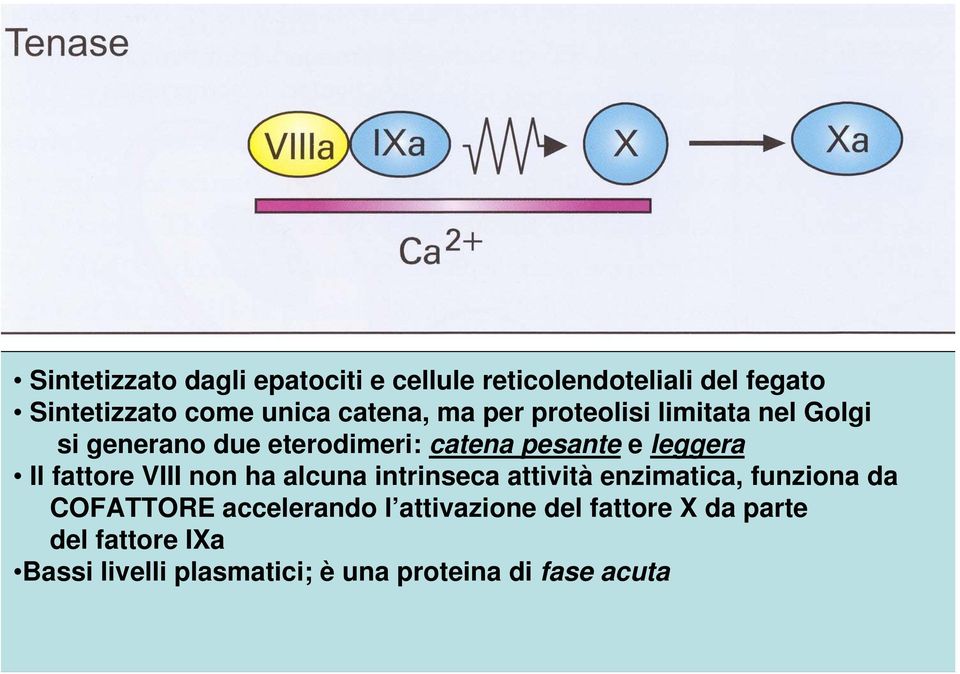 Il fattore VIII non ha alcuna intrinseca attività enzimatica, funziona da COFATTORE accelerando l