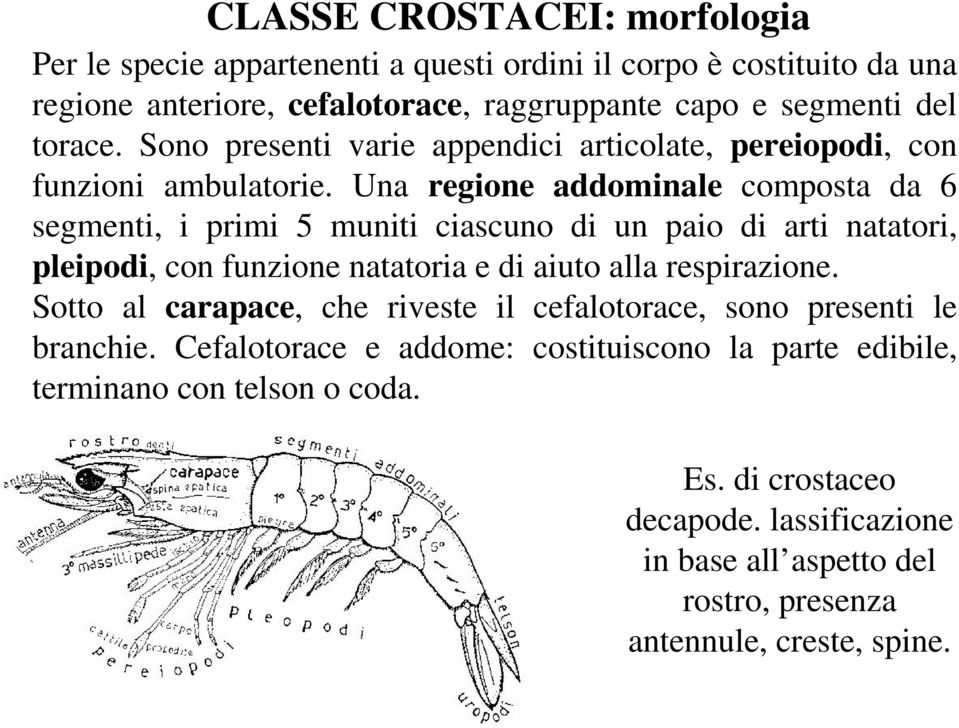 Una regione addominale composta da 6 segmenti, i primi 5 muniti ciascuno di un paio di arti natatori, pleipodi, con funzione natatoria e di aiuto alla respirazione.