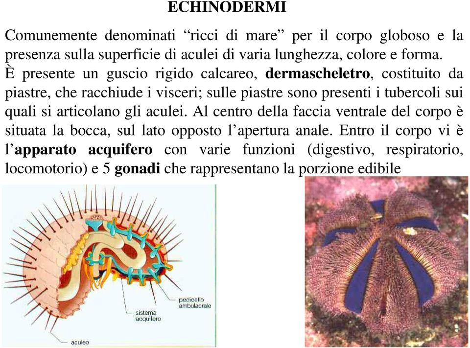 È presente un guscio rigido calcareo, dermascheletro, costituito da piastre, che racchiude i visceri; sulle piastre sono presenti i tubercoli