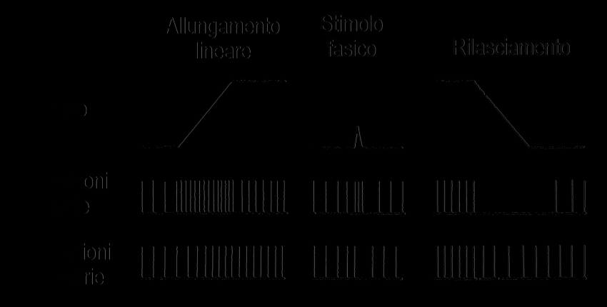 FUNZIONE DEL FUSO NEUROMUSCOLARE STIMOLO EFFICACE STIRAMENTO DELLE FIBRE PRIMARIE E SECONDARIE PASSIVO (STIRAMENTO DEL MUSCOLO) ATTIVO (CONTRAZIONE DELLE FIBRE INTRAFUSALI) SOGLIA: MOLTO BASSA