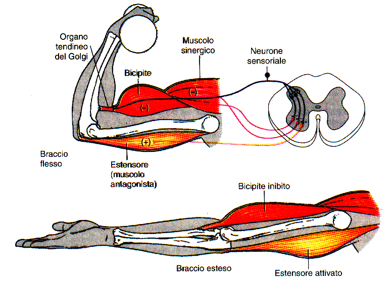 FUNZIONI DEL RIFLESSO MIOTATICO INVERSO Feed-back di forza del muscolo, utile per: MODULAZIONE DELLA FORZA IN FUNZIONE DEL CARICO: UNO SVILUPPO DI FORZA ECCESSIVO RISPETTO AL CARICO RIDUCE LA