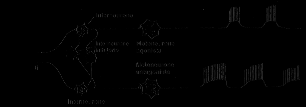 CENTRO GENERATORE DEL RITMO DEL PASSO CENTRO DELLA DEAMBULAZIONE (MIDOLLO SPINALE) EMICENTRO FLESSORE EMICENTRO ESTENSORE Emicentro flessore INTERNEURONI INIBITORI