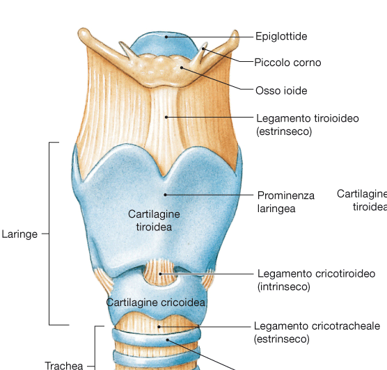 Laringe ANT CARTILAGINI DELLA LARINGE 3 cartilagini impari: TIROIDEA, CRICOIDEA, EPIGLOTTIDE 3 cartilagine pari: ARITENOIDI, CORNICULATE, CUNEIFORMI POST TIROIDEA: più grande tra le cartilagini della