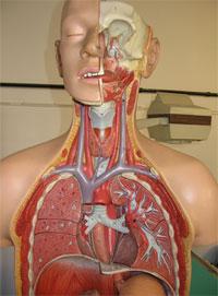 Iniziamo osservando i manichini anatomici Dalla faringe originano due tubi: l esofago, posteriormente (che non fa parte