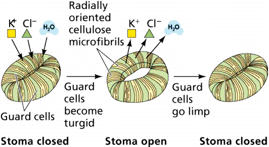 In alcune specie (Allium cepa) il flusso di K + è accompagnato da Cl - Entra per bilanciare elettricamente l ingresso del K + e fuoriesce con il K + In altre specie lo ione K + è neutralizzato dallo