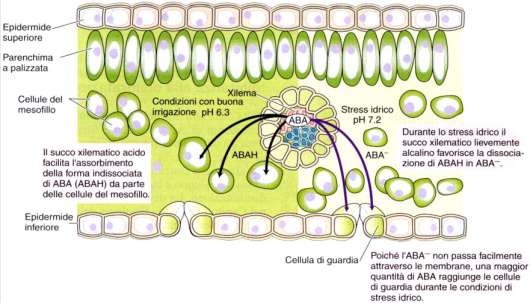 ABA è un acido debole ed esiste in forma dissociata (ABA - ) e non dissociata Apoplasto, ph 5.