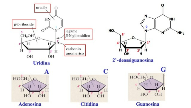 C 2-endo è il ripiegamento del ribosio che si trova più frequentemente, assieme anche a C 3-endo e -eso.