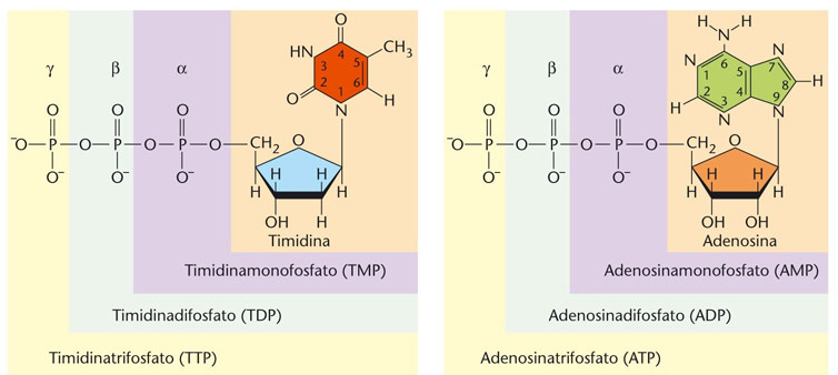 o più molecole di acido fosforico. I deossinucleosidi, per aggiunta di un gruppo fosfato, formano i deossinucleotidi, i monomeri del DNA, mentre i ribonucleosidi dell RNA.