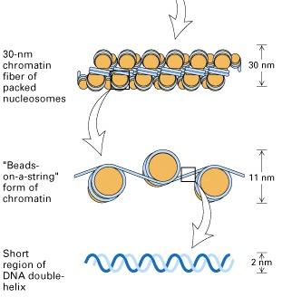 A model for chromatin