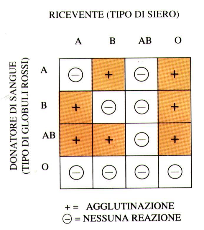 I GRUPPI SANGUIGNI (3)