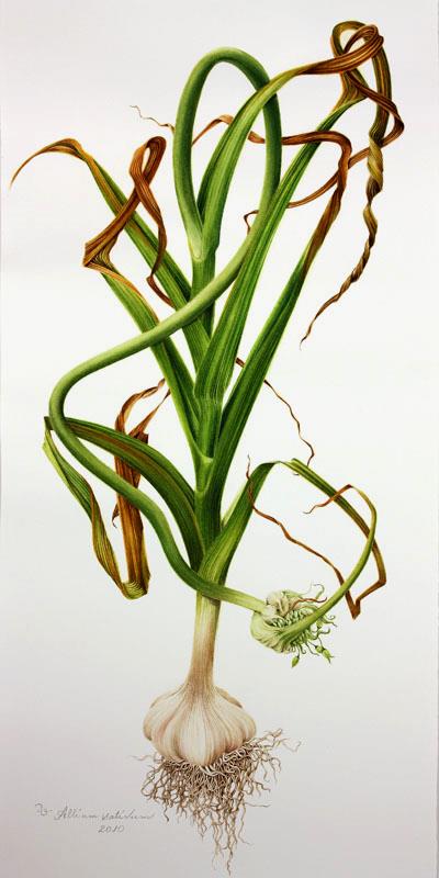 Liliaceae Giglio (Lilium spp.
