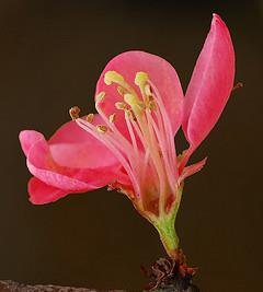 Rosaceae Maloideae=Pomoideae Gineceo infero formato da 1-5 carpelli Ovario infero, con