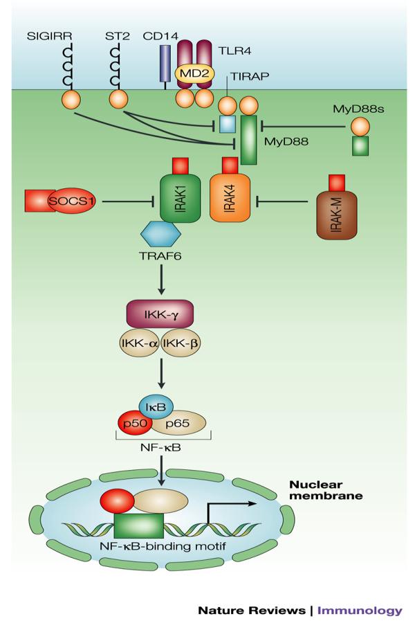 RECETTORI IMMUNITARI perβglucani RECETTORE lectinico icr3 o αmβ2 INTEGRINE (neutrofili, NK, monociti, poco sui macrofagi),