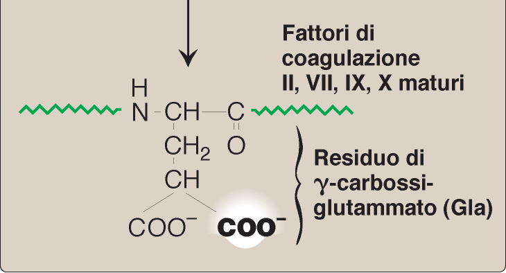 VITAMINA K (fillochinone). Richiesta per la sintesi di proteine coinvolte nella coagulazione del sangue.