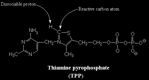 TIAMINA PIROFOSFATO (TPP) Deriva dalla tiamina (vitamina B 1 ) È il gruppo prostetico delle decarbossilasi (decarbossilazione degli α-chetoacidi).