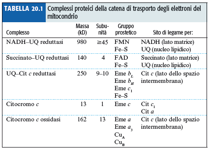 Complessi proteici della catena di trasporto Vi sono quattro componenti proteici distinti (I-IV) nella catena di trasporto degli elettroni