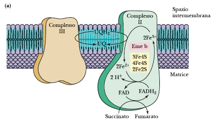 Il complesso II ossida il