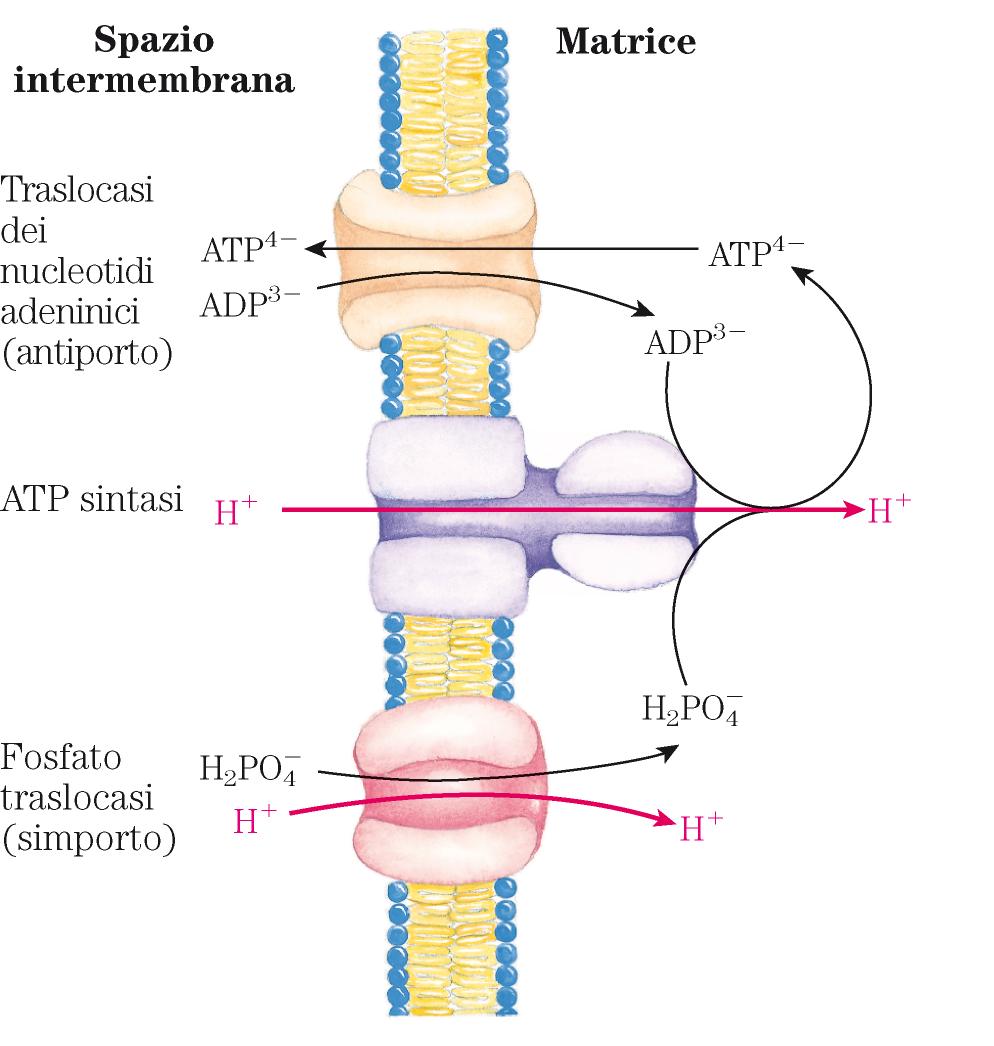 ATP