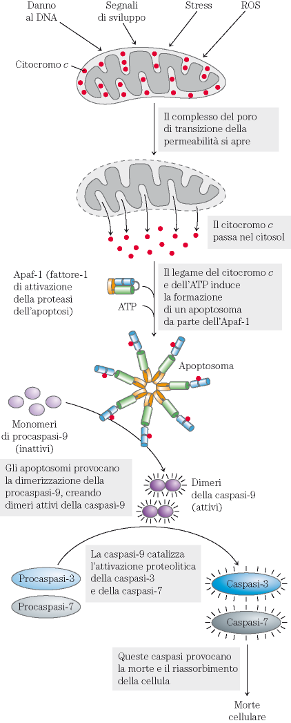 I mitocondri hanno un ruolo primario anche nella fase iniziale dell apoptosi All inizio di questo processo, la membrana mitocondriale esterna aumenta notevolmente la sua permeabilità, a causa dell