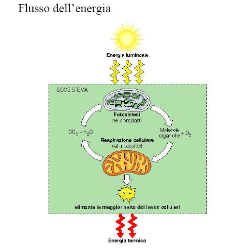 Il catabolismo ossidativo procede a tappe e l energia