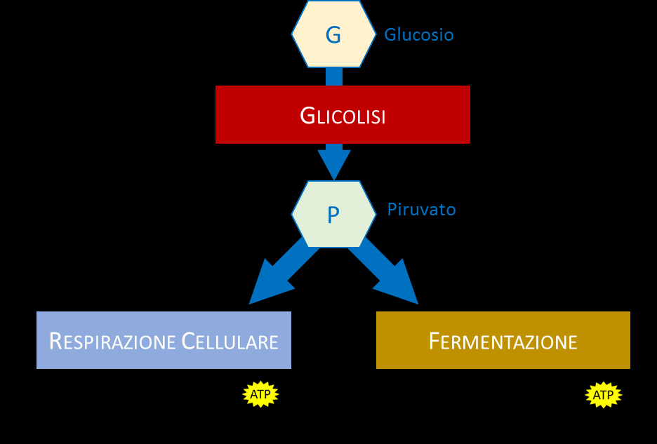 NADH + H + 1 2 O 2 NAD + + H 2 O Questa reazione è fortemente esoergonica e porta ad una variazione di energia libera di -52,4 kcal/mole.