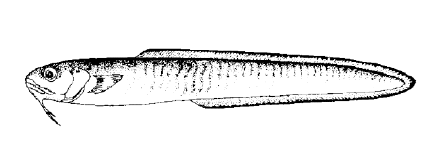 1. Privi di pinna caudale (Fam. Ophictydae) 1.