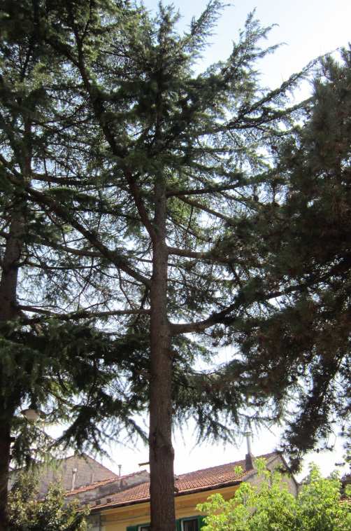 Valutazione delle condizioni fitosanitarie e di stabilità degli alberi di P.zza Municipio (Buccino SA / Volcei VII sec. a.c.) S C H E D A D I R I L I E V O F I T O S A N I T A R I O M E T O D O V.