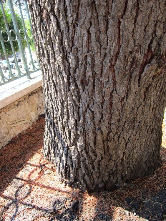 Valutazione delle condizioni fitosanitarie e di stabilità degli alberi di P.zza Municipio (Buccino SA / Volcei VII sec. a.c.) S C H E D A D I R I L I E V O F I T O S A N I T A R I O M E T O D O V.
