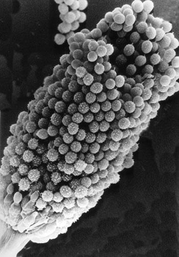 A. fumigatus www.aspergillus.man.ac.