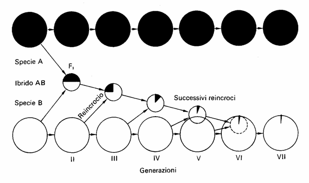 Origine di nuovi genomi I fenomeni che danno origine alla formazione di nuovi genomi avvengono continuamente all interno delle popolazioni di specie vegetali, ma perché si formi una nuova specie è