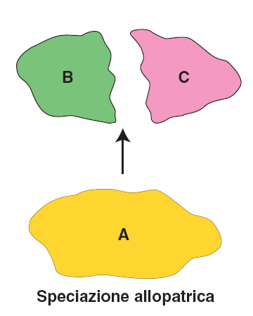 (areale) determinano le condizioni attraverso le quali si forma, si mantiene e si evolve la biodiversità vegetale.