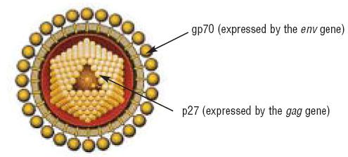 FeLV eziologia PROTEINE VIRALI Tipo Gene codificante Localizzazione Funzioni p15 gag core effetti citotossici, formazione di p12 immunocomplessi responsabili della comparsa di Ab non p27