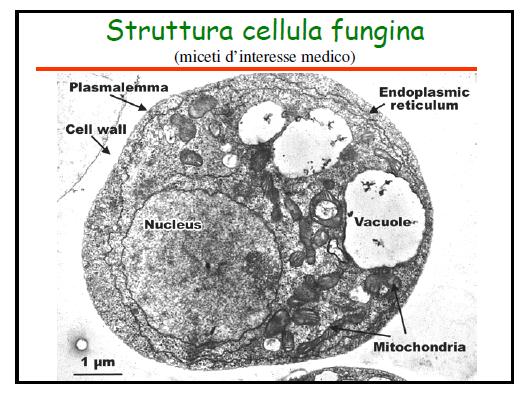 CITOPLASMA: NUCLEO: contenente