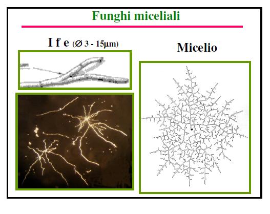 Micromiceti Il corpo: tallo / micelio Il tallo può essere: miceliale pluricellulare (muffe/miceti filamentosi)
