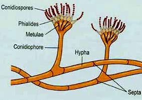 MORFOLOGIA LIEVITI Unicellulari, forma rotondeggiante. Riproduzione asessuata per gemmazione o scissione.